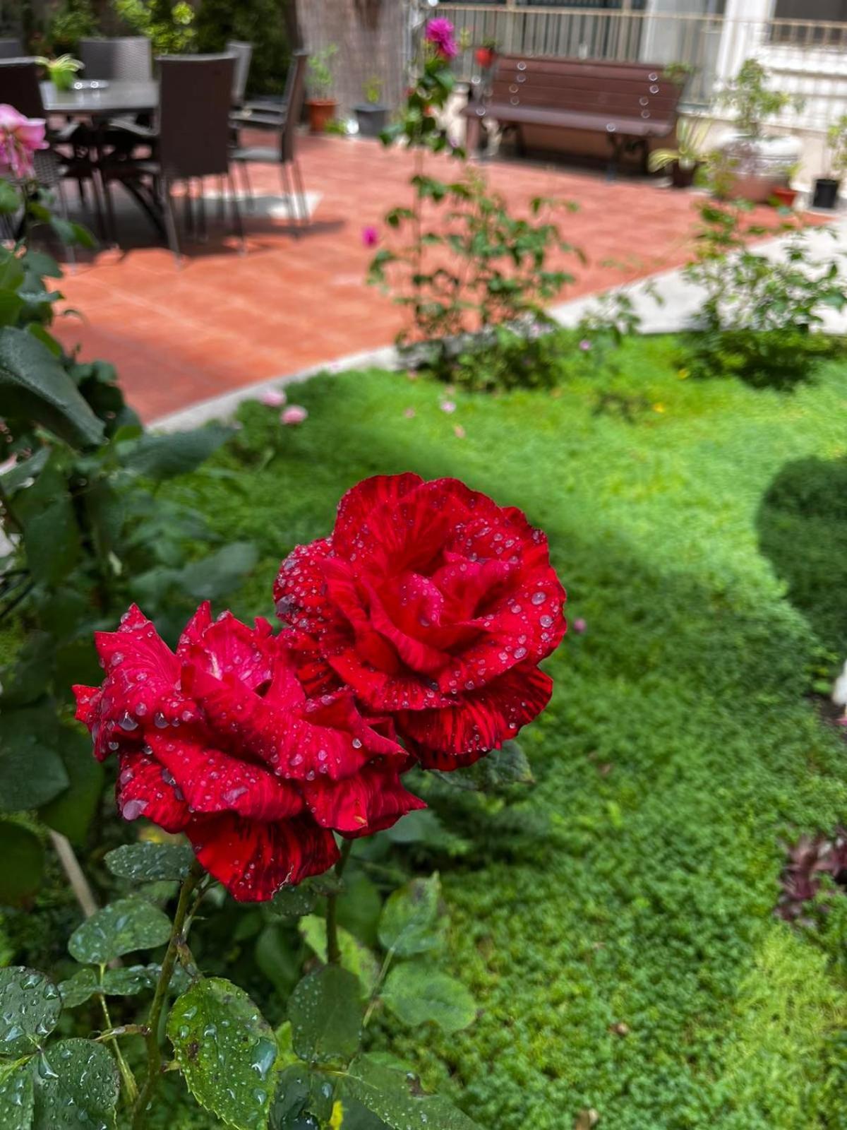 ساني بيتش Rose Garden Omax Apartments المظهر الخارجي الصورة