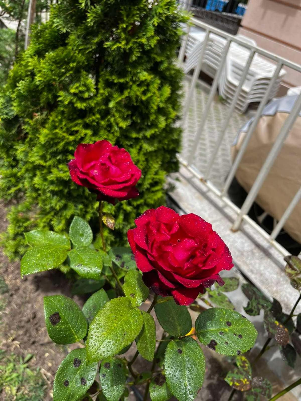 ساني بيتش Rose Garden Omax Apartments المظهر الخارجي الصورة